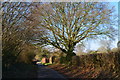 Bare trees in Hook Lane, Ropley