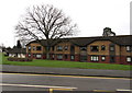 Deciduous tree at the edge of Whittle Court, Malpas, Newport