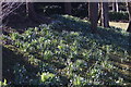 View of snowdrops in the Gibberd Garden #4