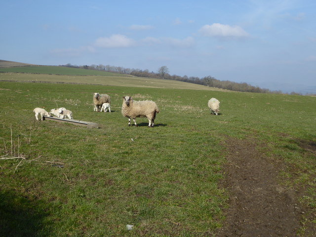 Sheep grazing in the Shropshire Hills © Eirian Evans cc-by-sa/2.0 ...