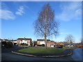 Leafless silver birch, Abbottsford Drive, Penyffordd, Flintshire