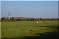ST3043 : Sedgemoor : Grassy Field & Sheep by Lewis Clarke