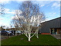 Ghostly birch trees at Ruthin Craft Centre