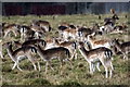 Fallow Deer (Dama dama) in Hampton Court Park