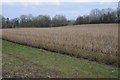 Currant bushes