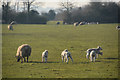 Sedgemoor : Grassy Field & Sheep