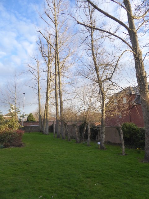 Trees at the southern edge of Gras Lawn housing estate