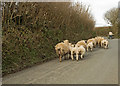 Sheep and lambs heading towards Shop