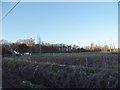 Field by Berwick Lane near Stanford Rivers