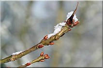 TQ5781 : Waiting For Spring by Glyn Baker