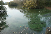 SK5235 : Attenborough Nature Reserve by Malcolm Neal
