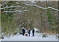 Dog walkers in Whiteley Woods