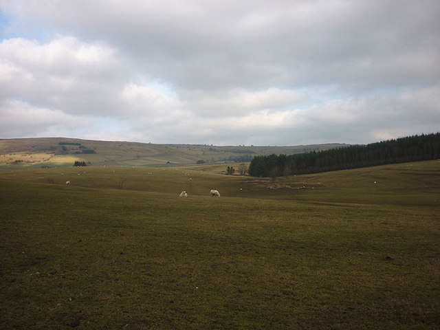 Sheep pasture, Grimes Moor