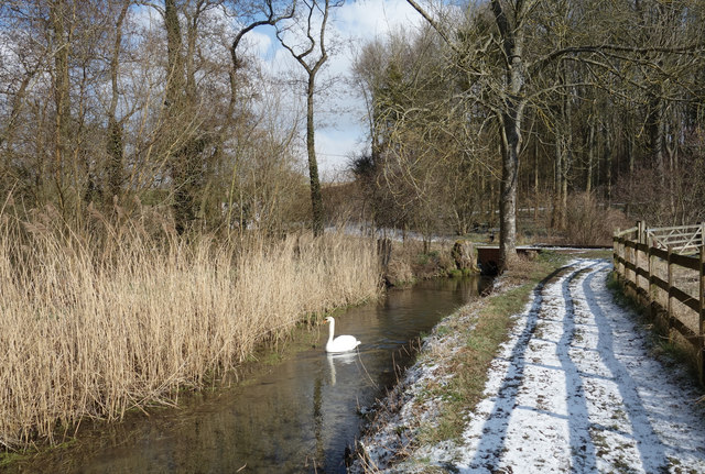 Swan on the Lambourn