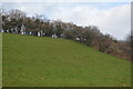 Hedge on hillside