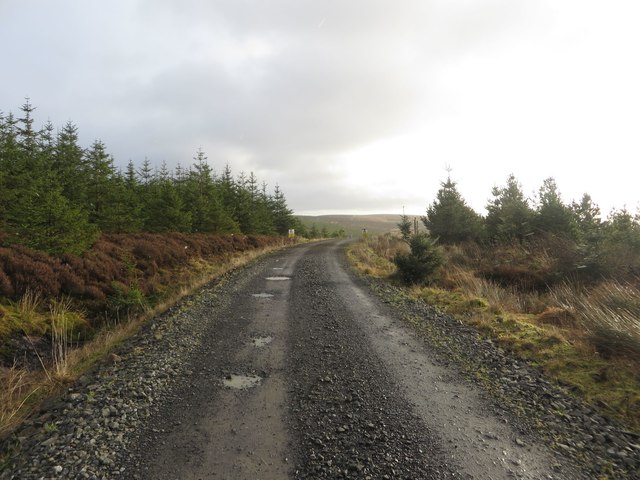 Forest track, Falstone Forest