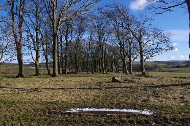 Stand of trees near Over Kellet