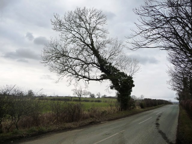 Roadside tree, Thirn Moor