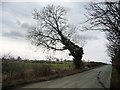 SE2286 : Roadside tree, Thirn Moor by Christine Johnstone