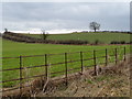 Tree on a field and district boundary