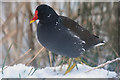 Tiverton : Grand Western Canal - Moorhen