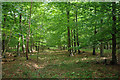 Beech plantation near Poling Corner