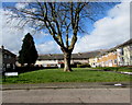 Deciduous tree, Cardigan Close, Croesyceiliog, Cwmbran