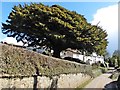 Massive Yew tree in the  Churchyard of St Mary the Virgin, Washfield