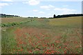 SU6691 : Poppies on an arable field margin near Ewelme by Simon Mortimer