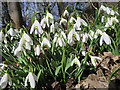 Snowdrops (Galanthus nivalis)