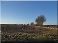 Field by Ongar Road near Margaret Roding