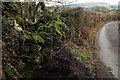 Wall and hedge near Middlecott