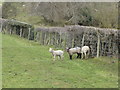 Spring lambs at Gwernaffield