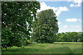 Horse chestnut trees