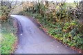 A narrow Devon lane