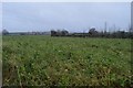 SX9986 : East Devon farmland by N Chadwick