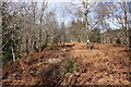 Woodland Path to Waterfall