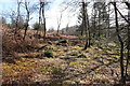 Woodland Path to Glentrool Visitor Centre