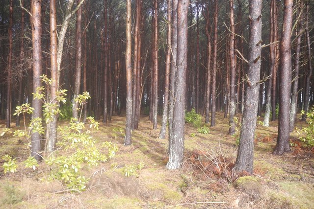 Brownrig Wood