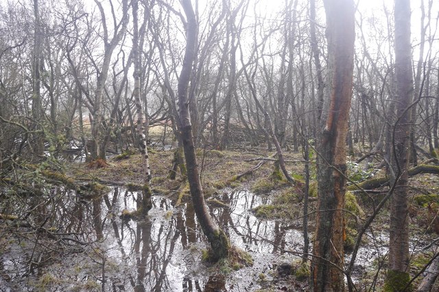 Flooded woodland, Ravensheugh