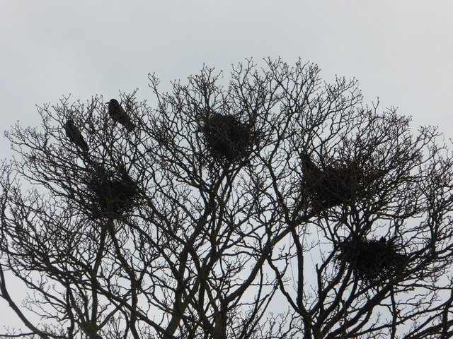 A rookery at Oare