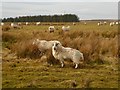 NY8481 : Sheep at the eastern end of Ealingham Rigg by Oliver Dixon