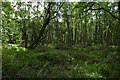 Woodland near Cambusbarron