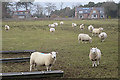 Sheep at Auquhithie