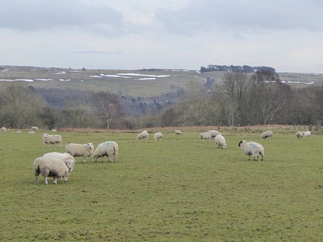 Sheep at Anton Hill Farm