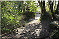 Woodland Path, Kirkcudbright