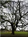 Old oak tree in Rosehill Victoria Park