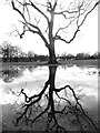 Tree reflected in a large puddle