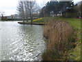 A lake at Stockley Park