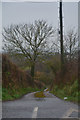 East Devon : Country Lane